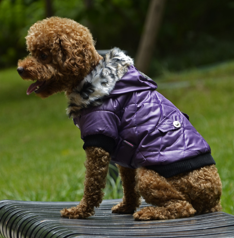 Stilvoll durch den Winter: Die Modische Hunde-Winterjacke