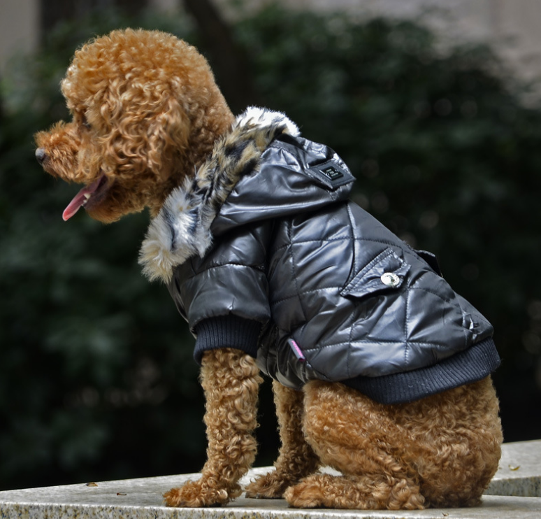 Stilvoll durch den Winter: Die Modische Hunde-Winterjacke