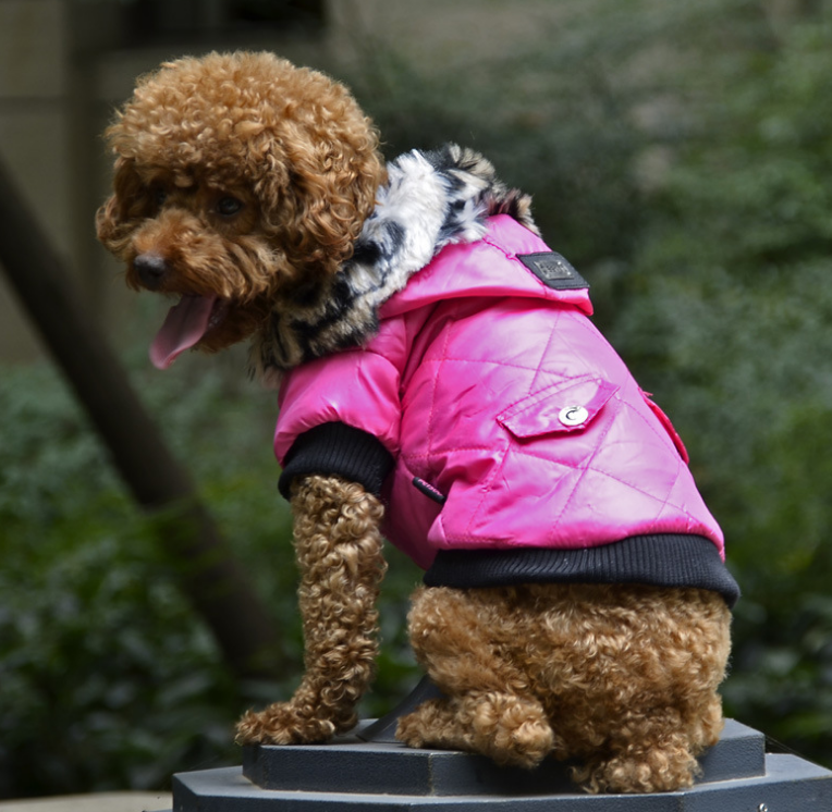 Stilvoll durch den Winter: Die Modische Hunde-Winterjacke