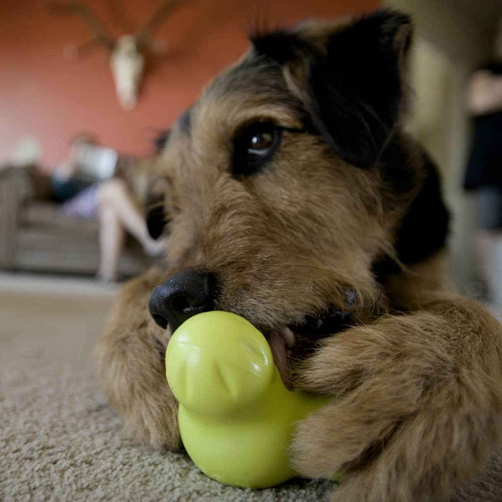 Hundespielzeug Mit Zogoflex Tux Apfelgrün S