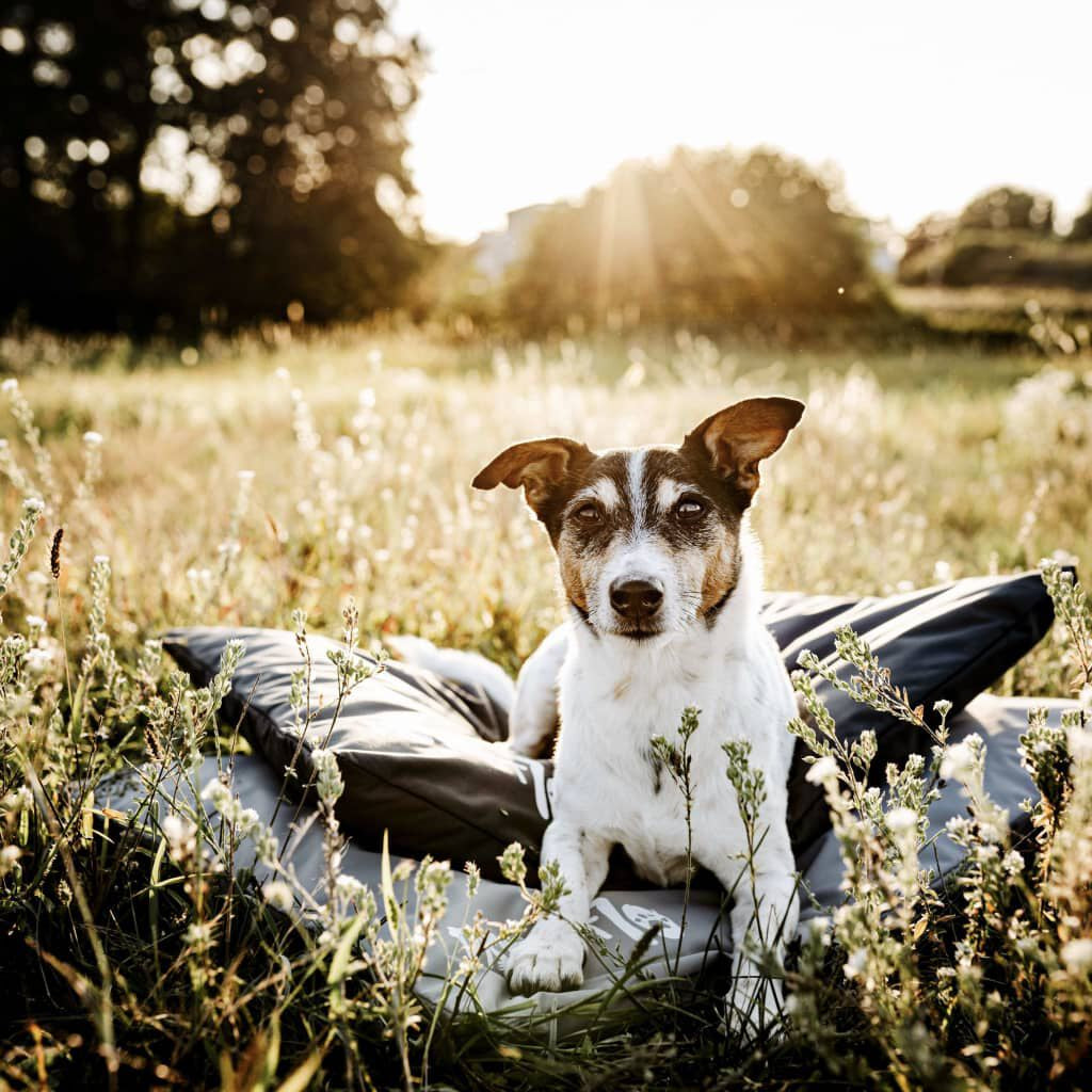 Hundematte LODGE Armeegrün M